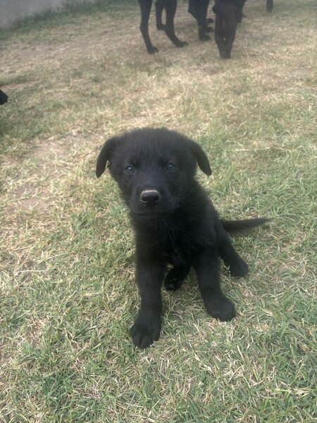 Vand pui Labradori