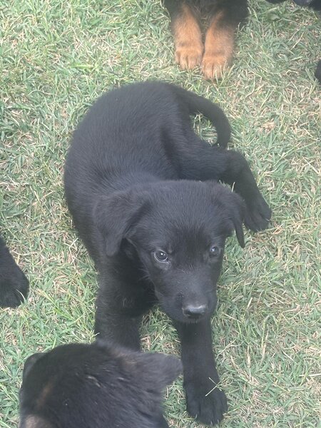 Vand pui Labradori