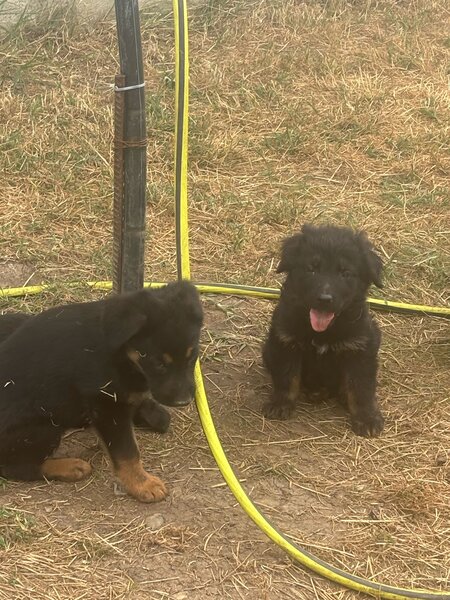 Vand pui Labradori